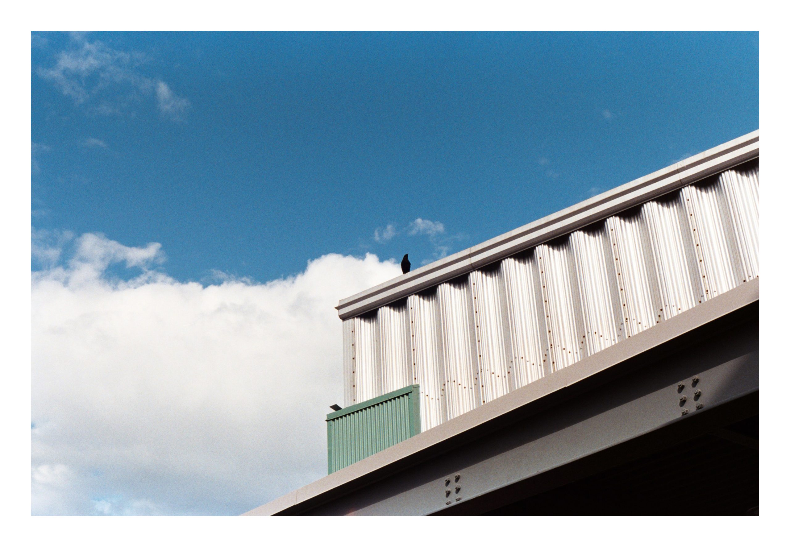 Bird perched on roof
